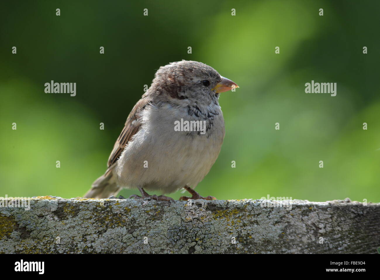 House Sparrow le Fence Banque D'Images