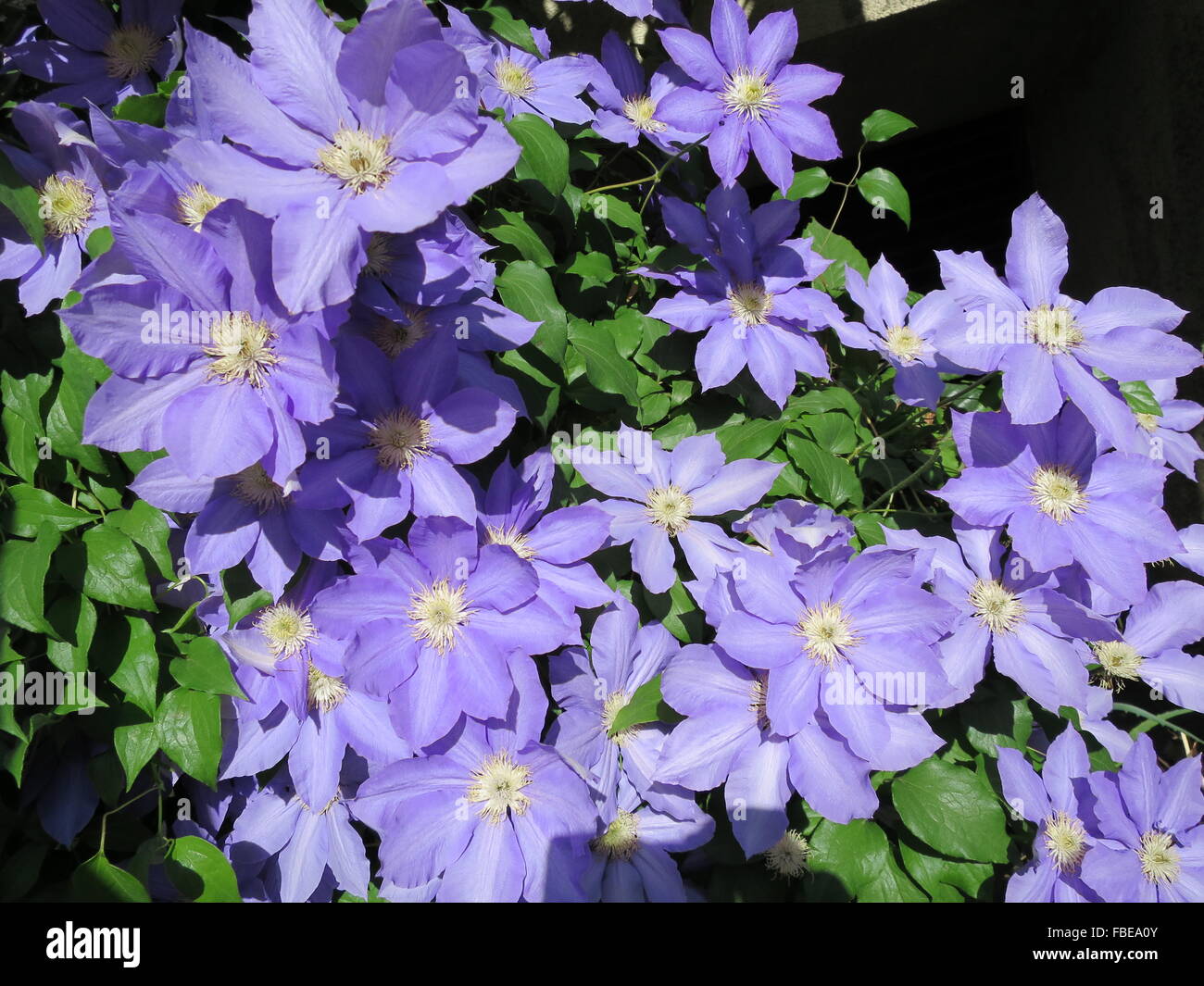 Clématite violette Banque de photographies et d'images à haute résolution -  Alamy