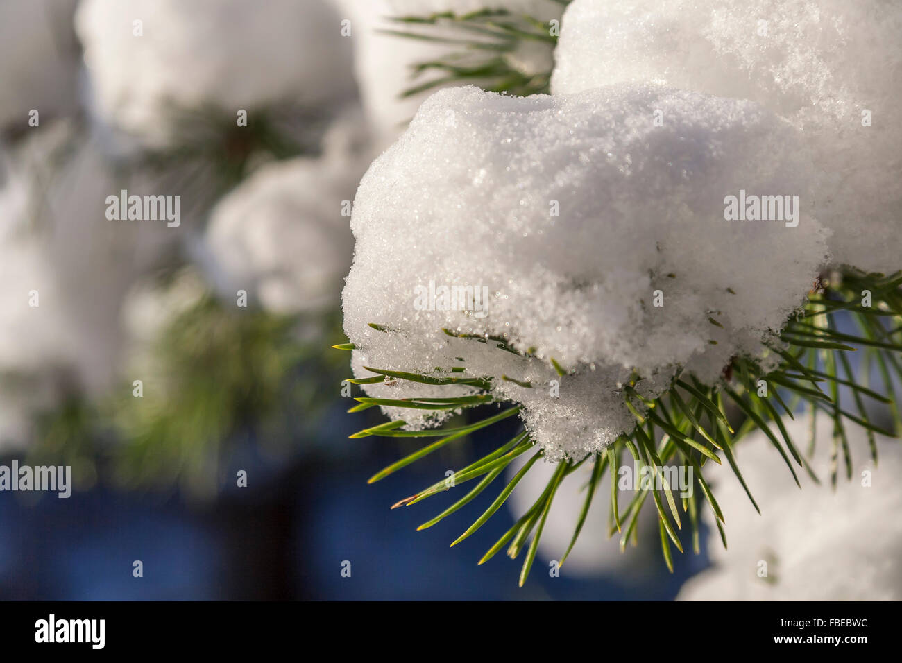 Pin d'hiver arbre branche couverte de neige Banque D'Images