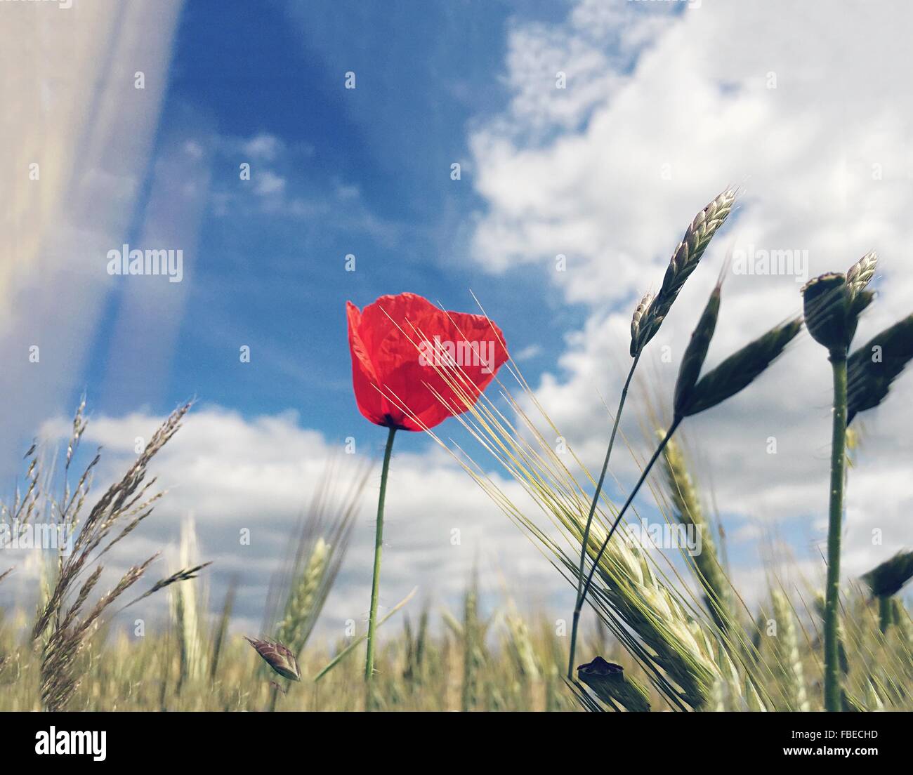 Les plants de blé et de fleurs de fleur rouge contre Ciel nuageux Banque D'Images