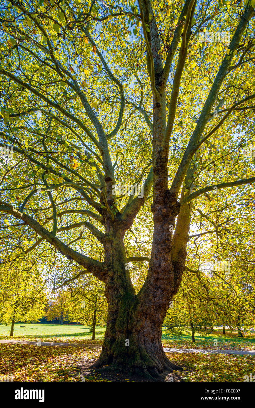 Soleil qui brille à travers Londres arbre plan dans les jardins de Kensington Banque D'Images