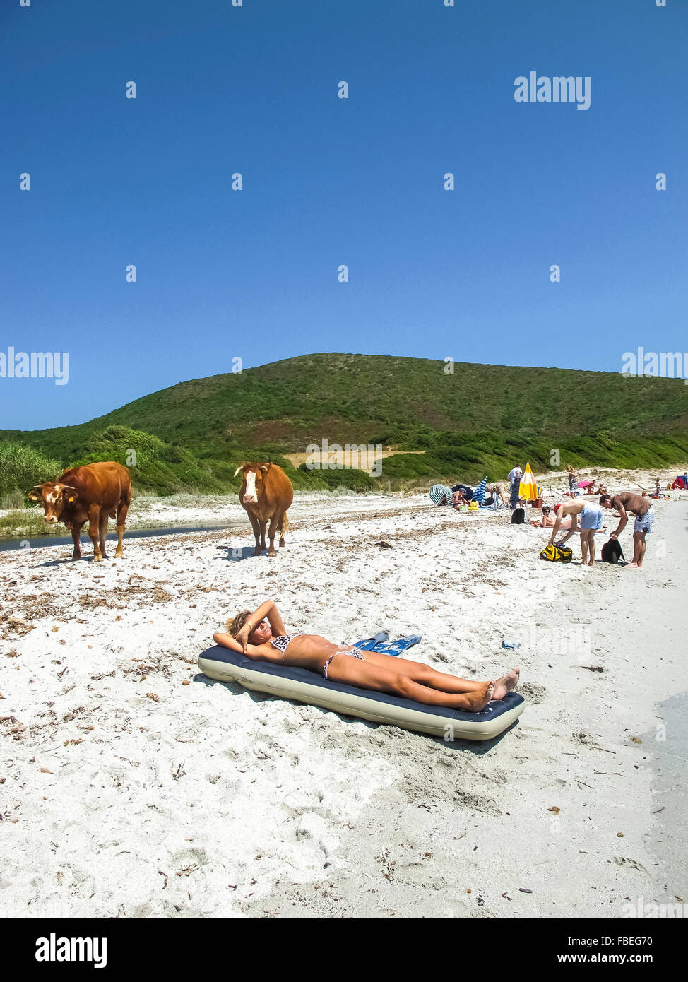 Les Vaches Sur La Plage De U Bedcorse Macinaggio Banque D