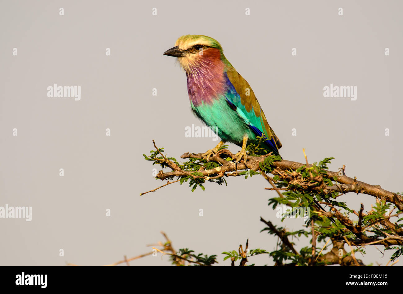 Des couleurs éclatantes d'un lilas Breasted Roller Banque D'Images