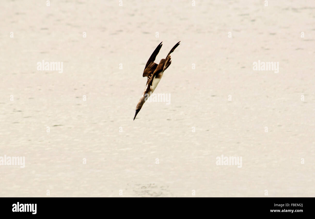 Un bleu pieds rouges plongeant dans la mer Banque D'Images