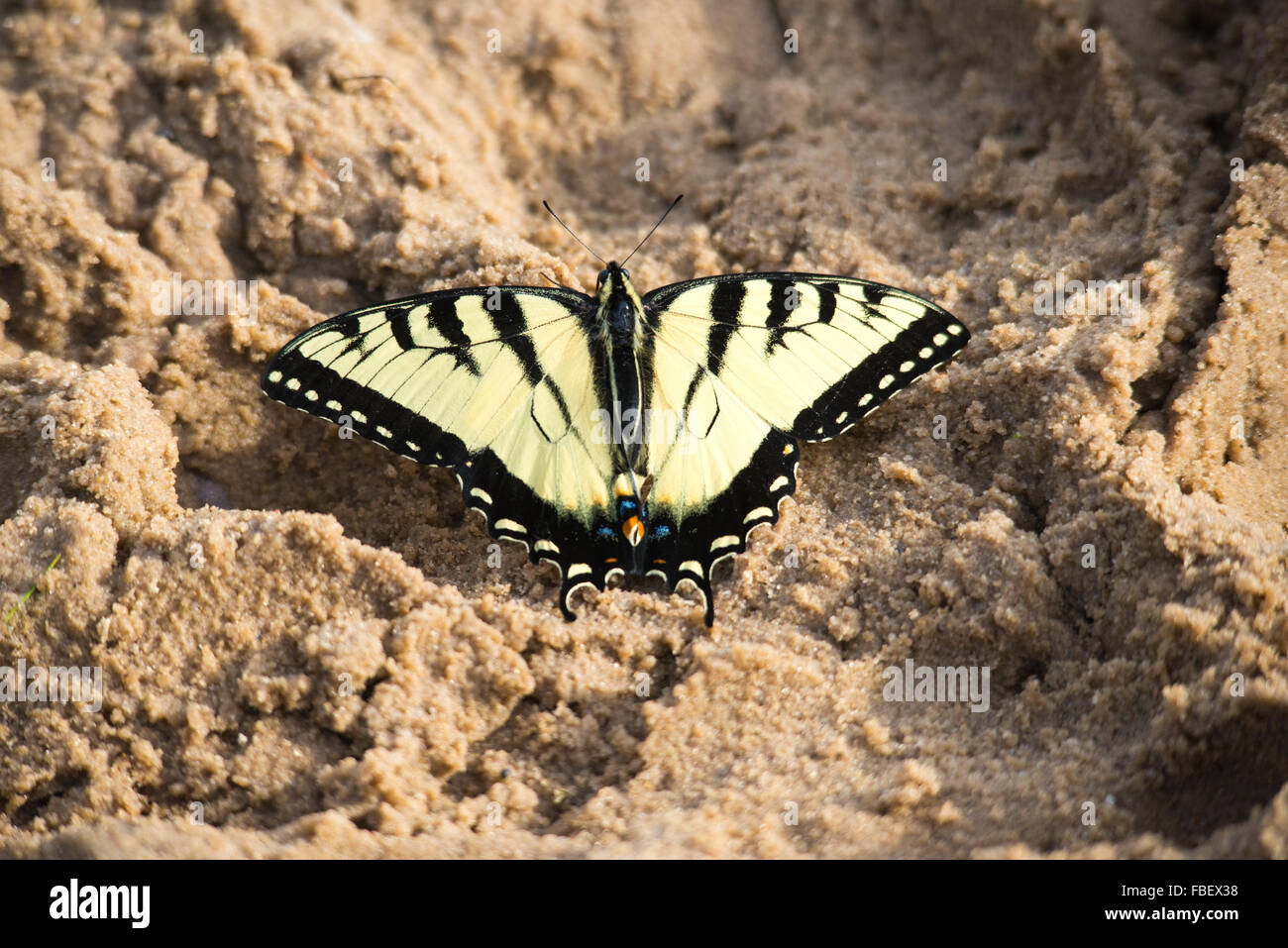 Tiger Swallowtail Butterfly sur le sable Banque D'Images