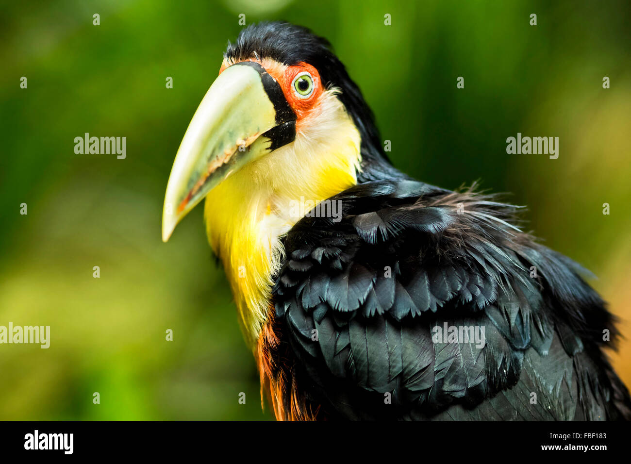 Toucan à vert exotique oiseau dans cadre naturel près d'Iguazu, Foz do Iguaçu, Brésil. Banque D'Images