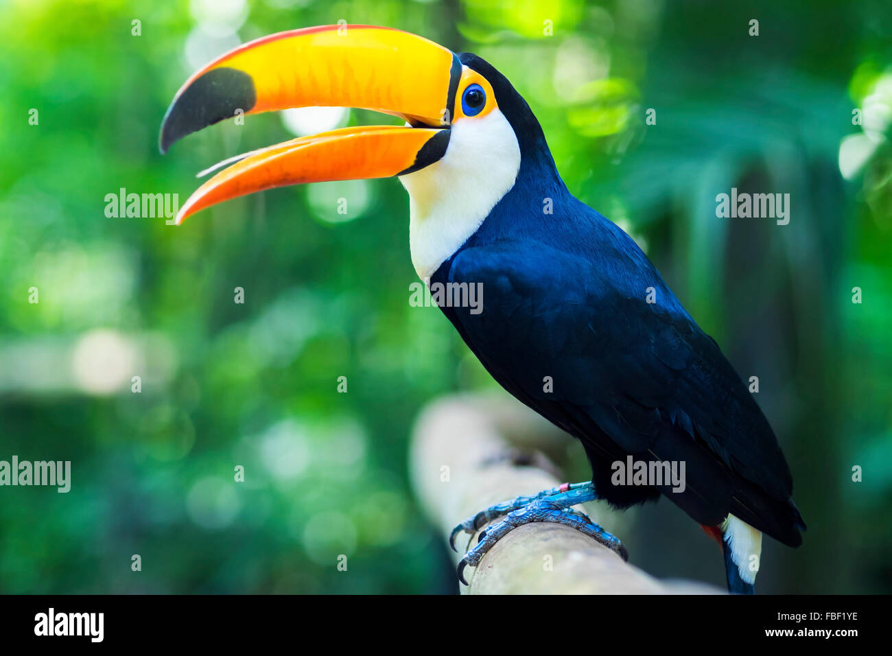 Toucan exotique oiseau dans cadre naturel à Foz do Iguaçu, Brésil. Banque D'Images