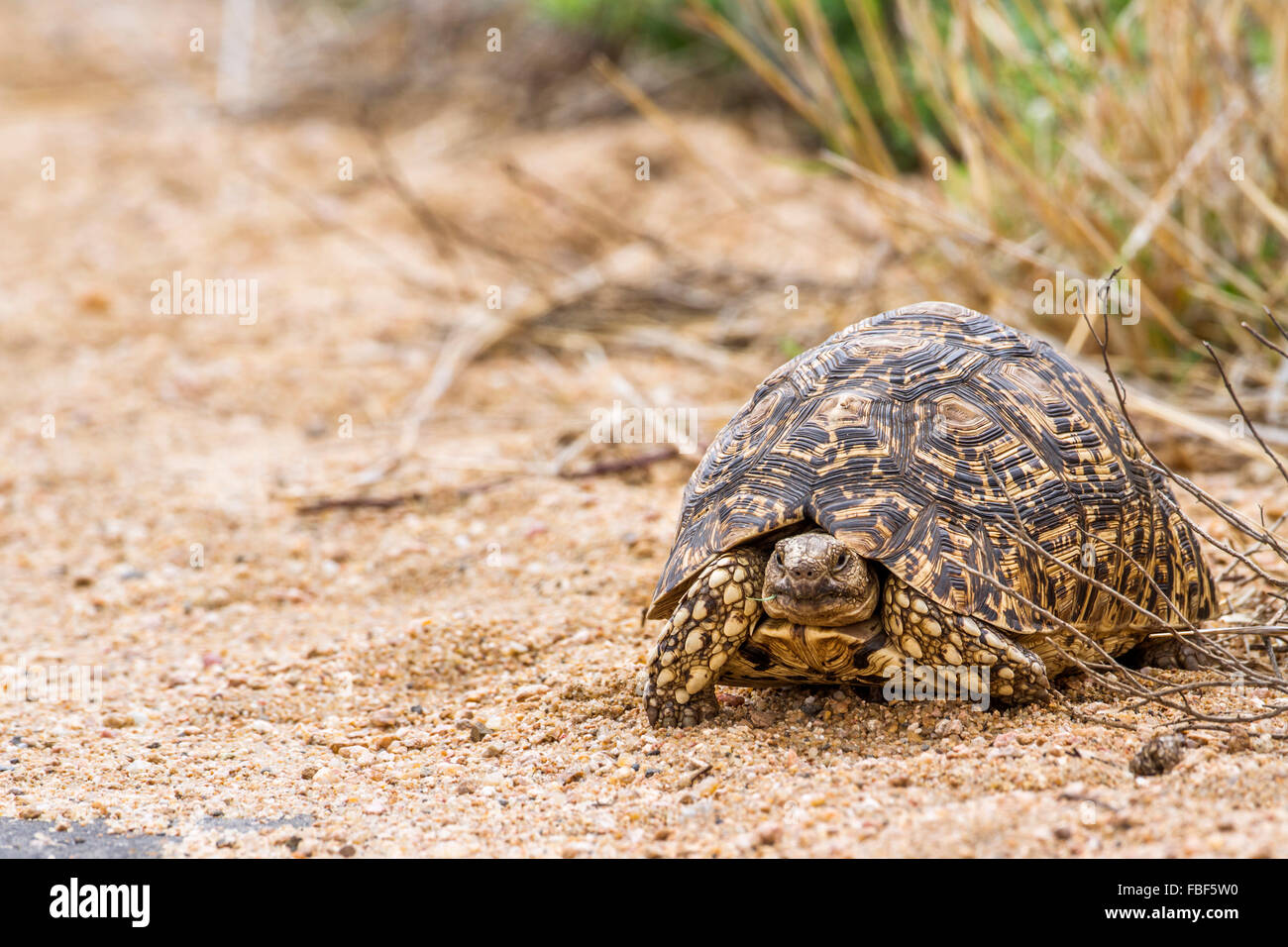Espèce Stigmochelys pardalis tortue léopard famille des Testudinidae Banque D'Images
