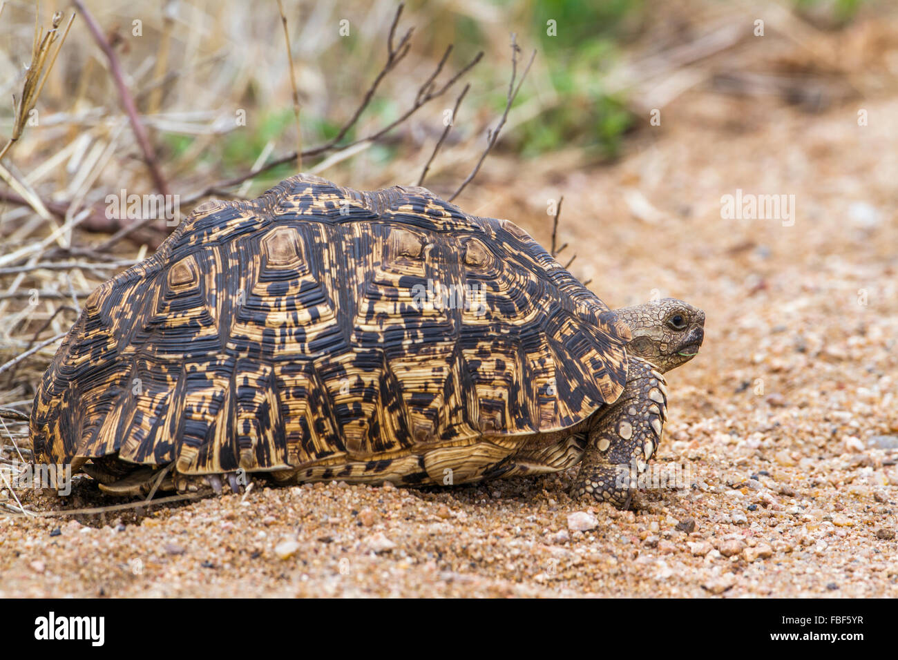 Espèce Stigmochelys pardalis tortue léopard famille des Testudinidae Banque D'Images