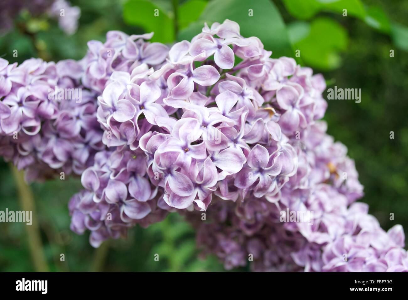 Lilas en pleine floraison Banque D'Images