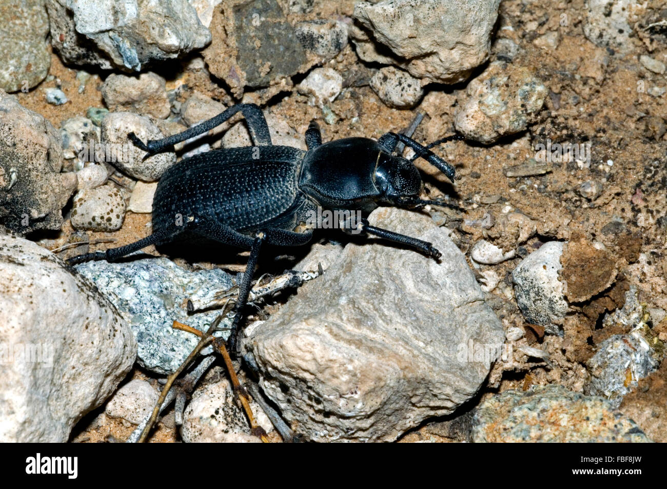 À col large darkling beetle (Coelocnemis californicus), originaire du sud de l'ouest des États-Unis et du Canada Banque D'Images
