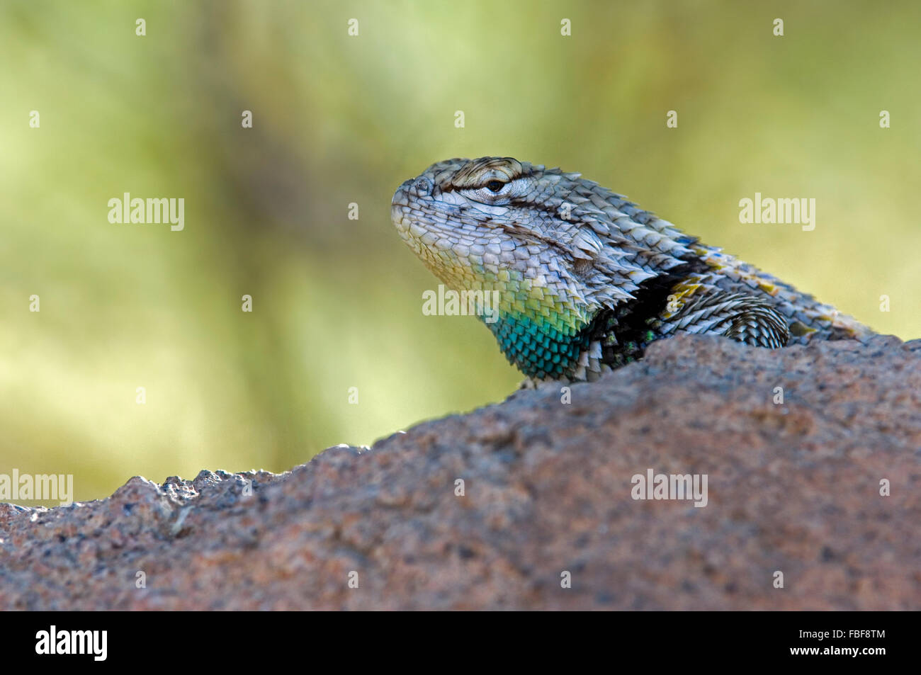Lézard épineux du désert (Sceloporus magister) mâle montrant patch bleu-vert sur la gorge en période de reproduction des couleurs, désert de Sonora , USA Banque D'Images