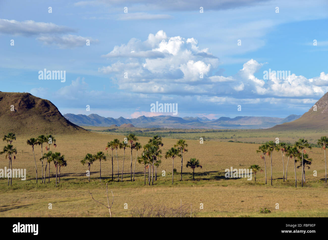 Buriti flore Chapada dos Veadeiros cerrado goias Brésil Banque D'Images