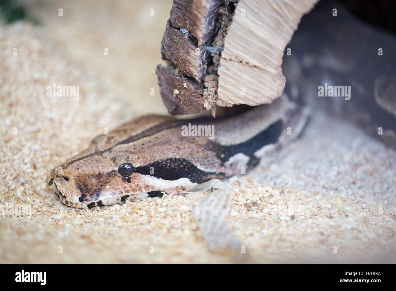 Red-tailed Boa - Boa constrictor Banque D'Images