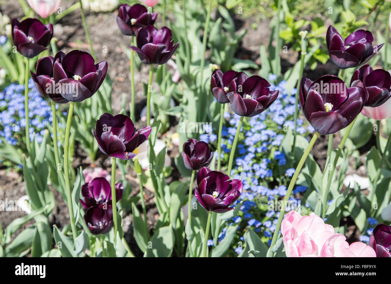 Tulipes colorées Close-up shot. Arrière-plan de la nature. Banque D'Images