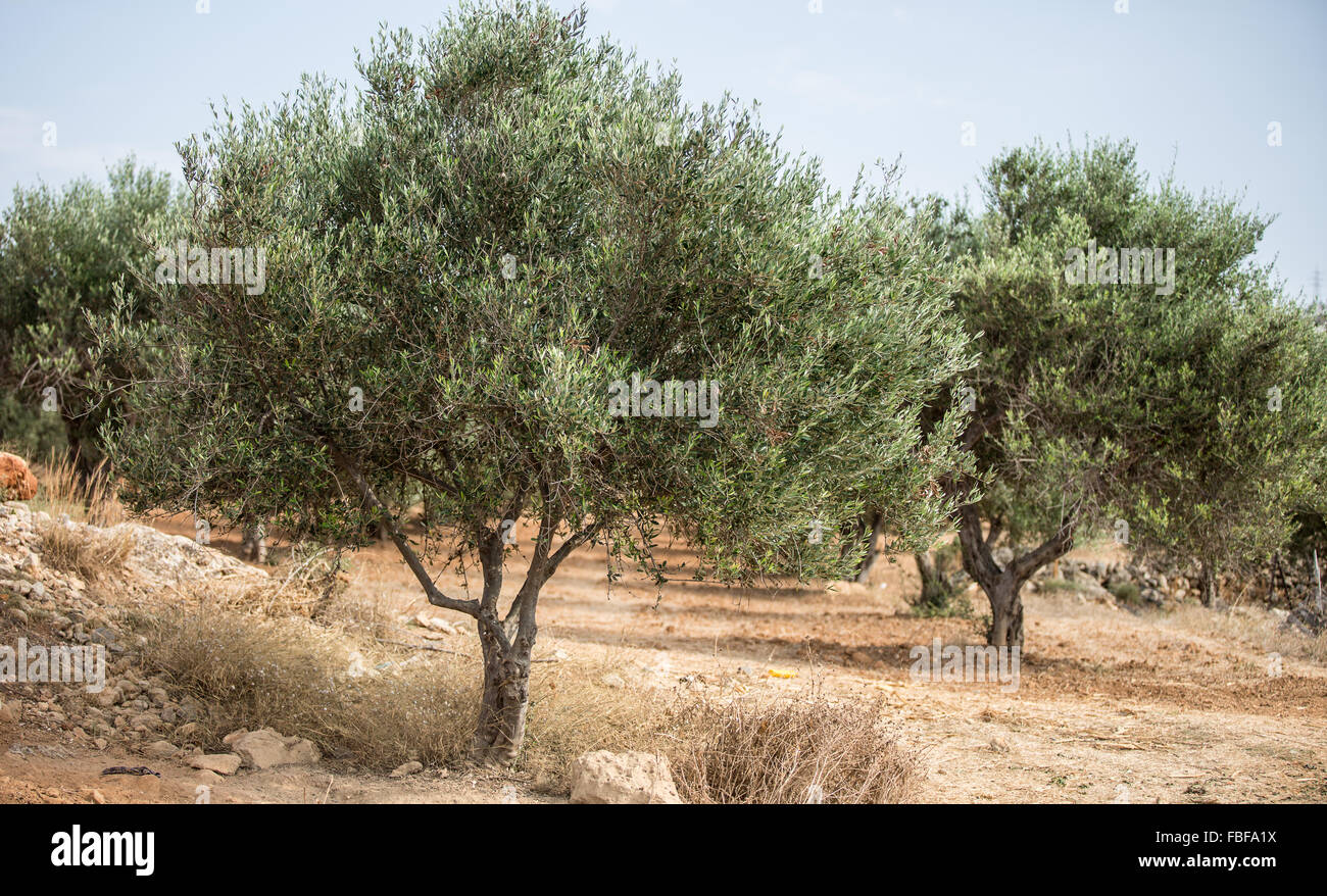 Le jardin des oliviers. Ciel bleu sur l'arrière-plan. Banque D'Images