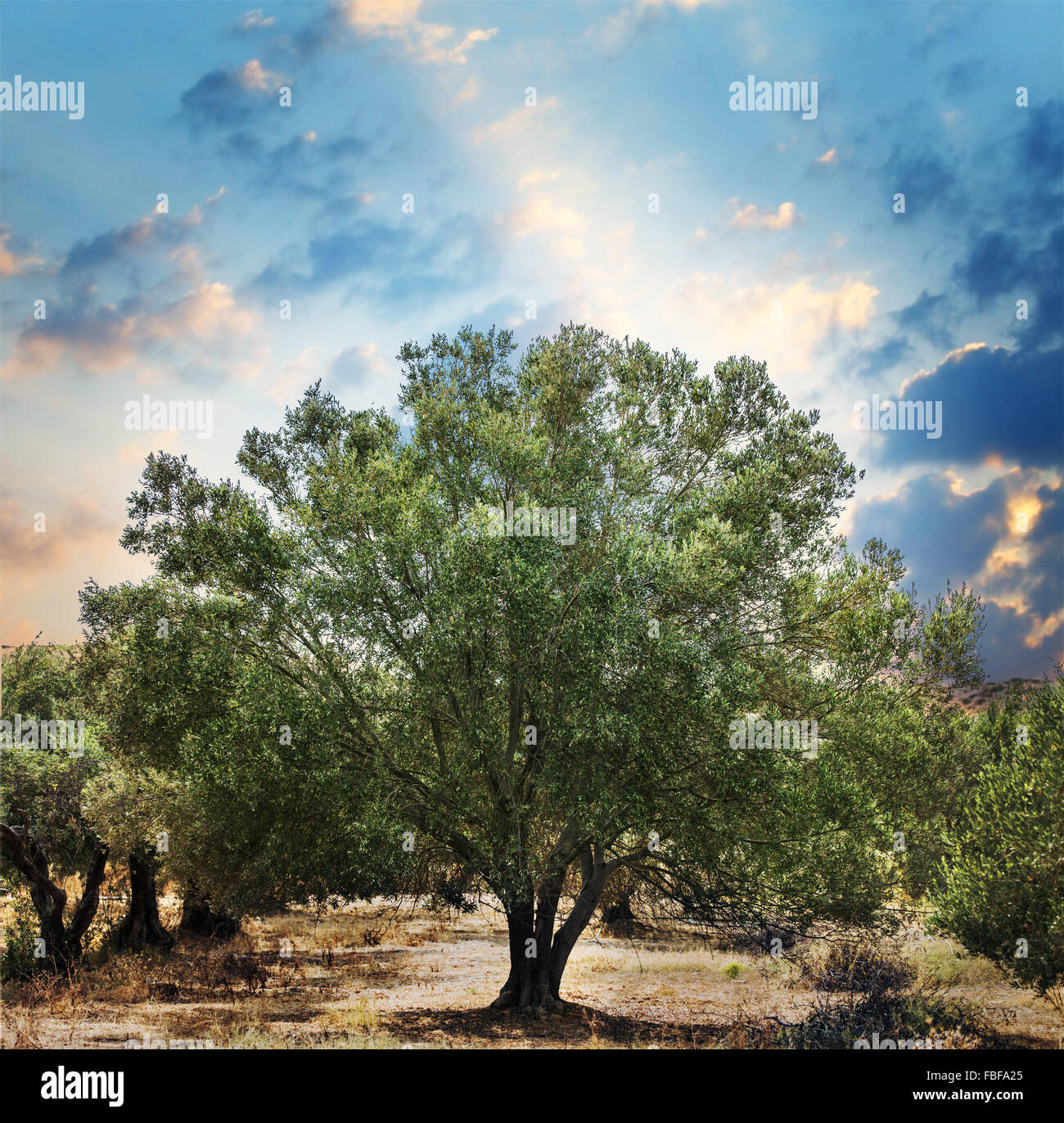 Dans le jardin des oliviers. Banque D'Images