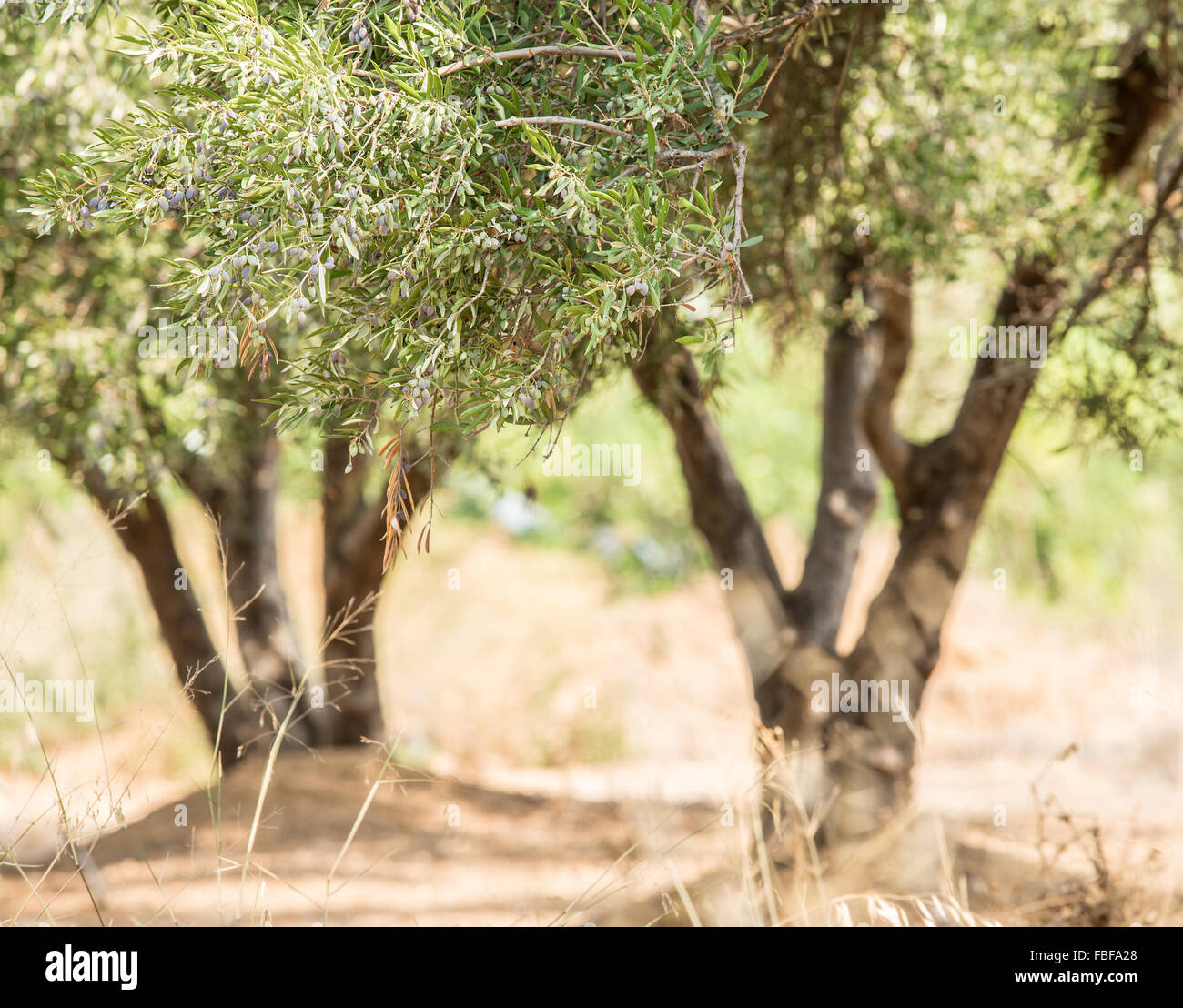 Dans le jardin des oliviers. Banque D'Images