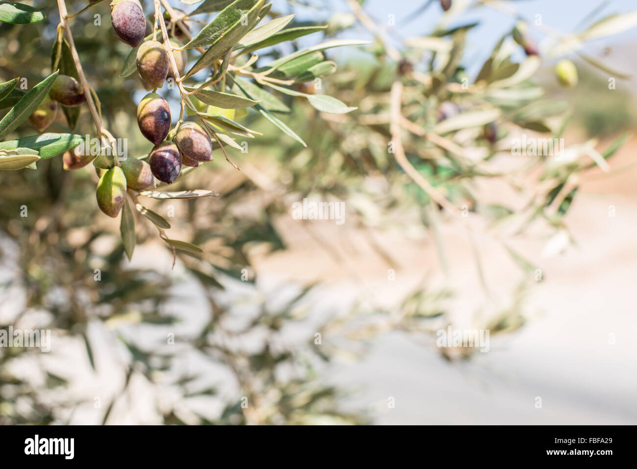 Branche de l'arbre d'olive avec des baies sur elle. Libre. Banque D'Images