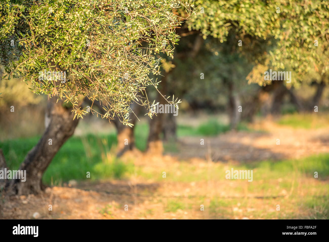 Dans le jardin des oliviers. Banque D'Images