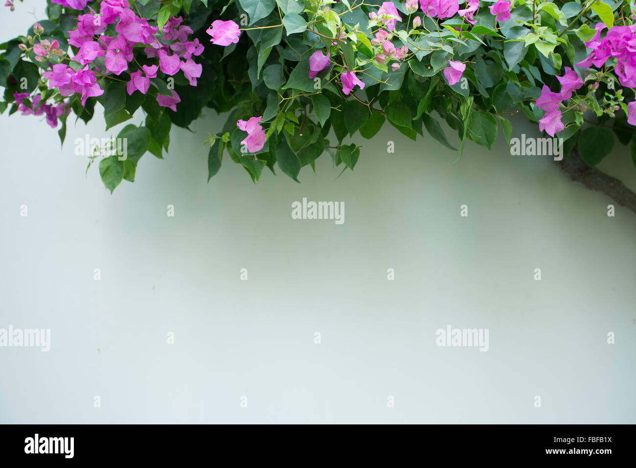 Bougainvillea evergreen shrub comme la décoration murale. Banque D'Images