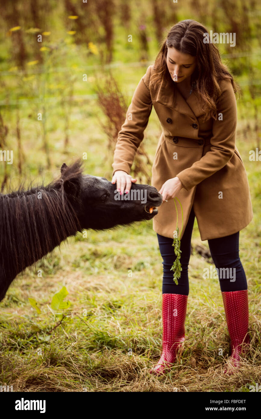 Woman feeding horse une carotte Banque D'Images