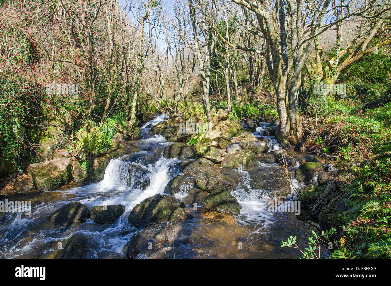 Rivière qui traverse la vallée de Lamorna à Cornwall, UK Banque D'Images