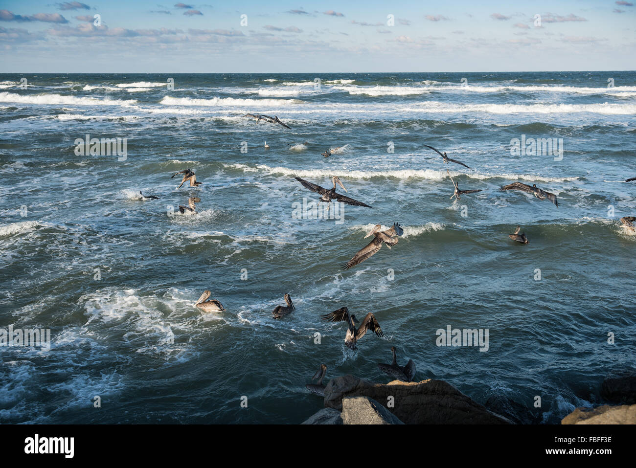 Un grand groupe de Pélicanus occidentalis bruns débarquant dans l'océan Atlantique surf près d'une jetée, Daytona Beach, Floride, États-Unis. Banque D'Images