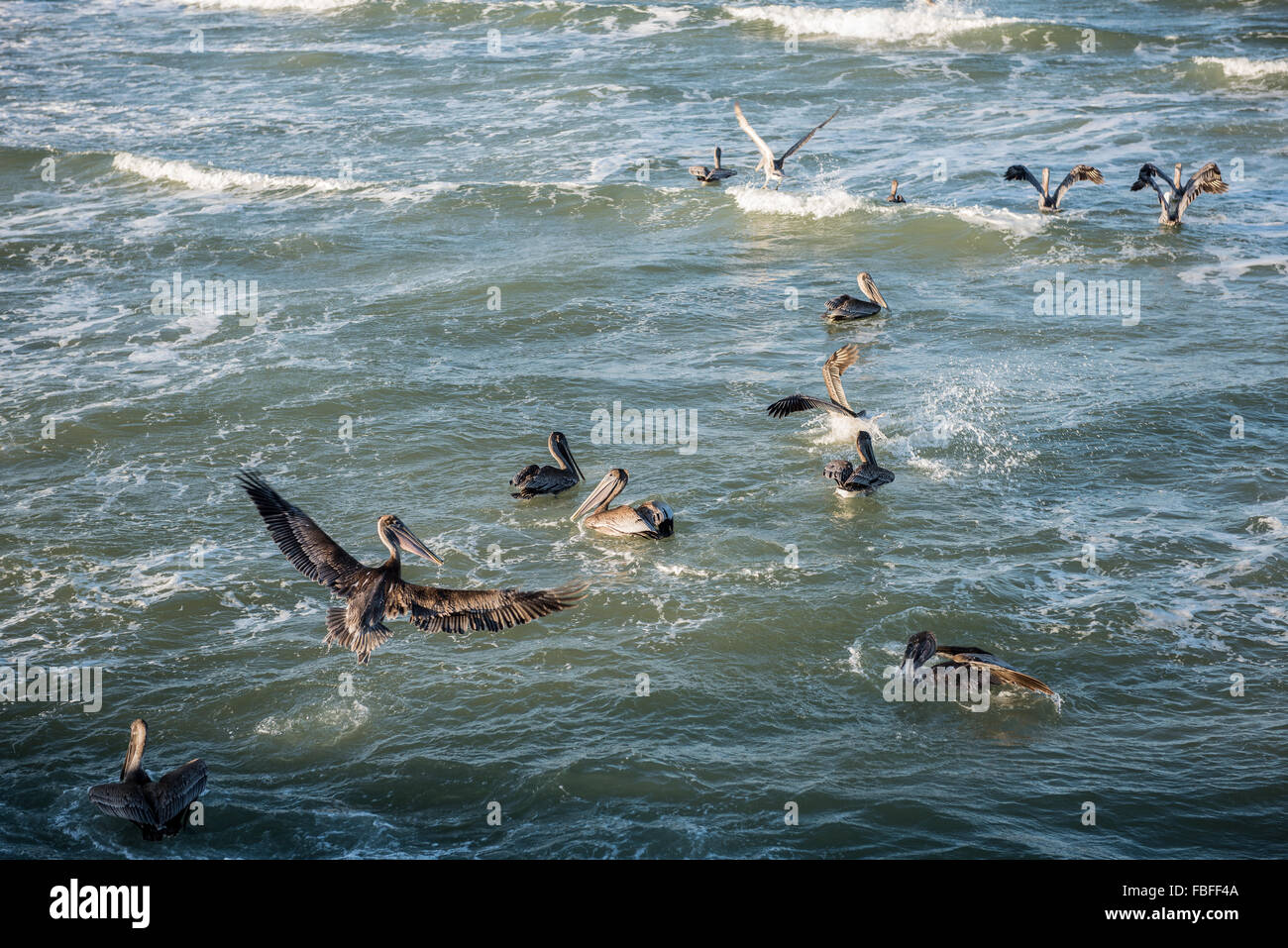 Troupeau de le pélican brun reposant dans les vagues de l'Océan Atlantique : une avec ailes déployées à l'atterrissage sur l'eau près de Daytona Beach, Floride, USA. Banque D'Images