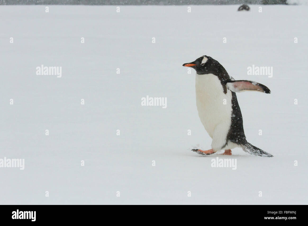 Gentoo pingouin marche dans la neige sur l'Île Ronge, Antarctique. Banque D'Images