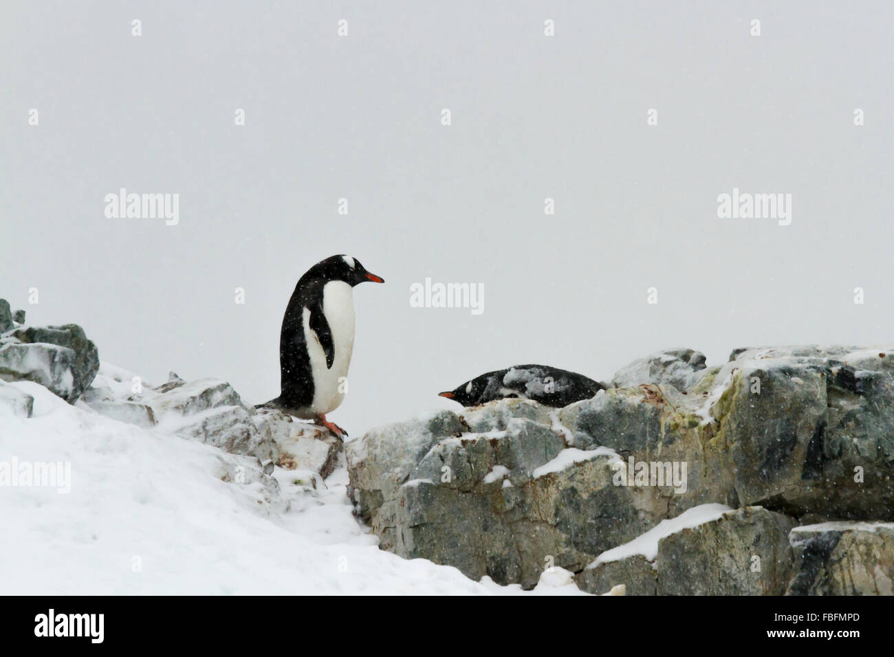 Paire d'accouplement de manchots sur l'île, l'Antarctique. Ronge Banque D'Images