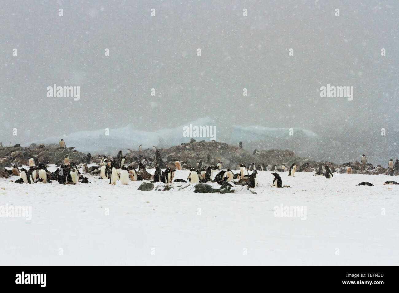 La neige qui tombe sur Gentoo pingouins sur l'Île Ronge, Antarctique. Banque D'Images