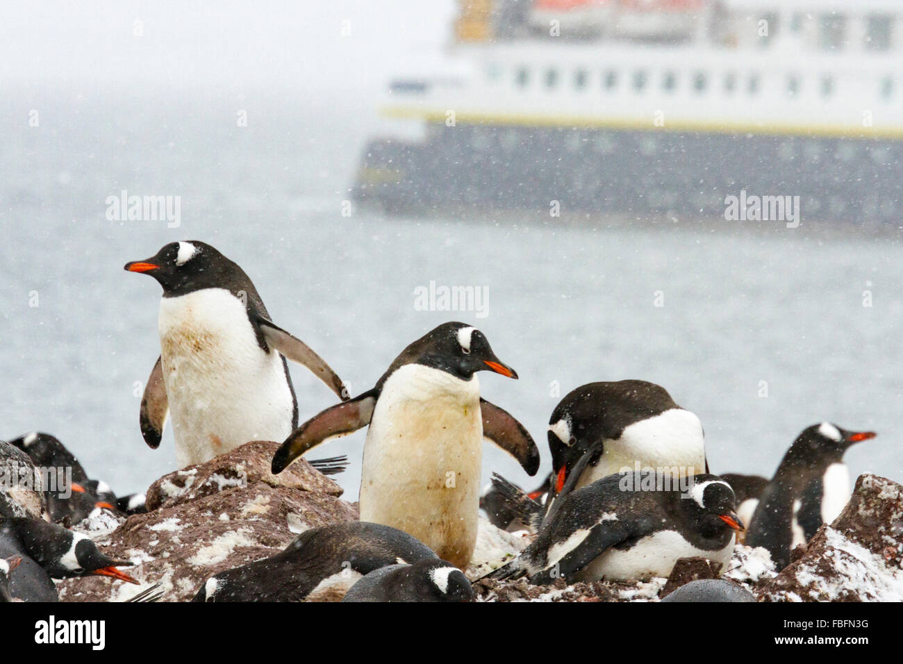 Gentoo pingouins sur l'Île Ronge, l'Antarctique avec navire à passagers de croisière. Banque D'Images