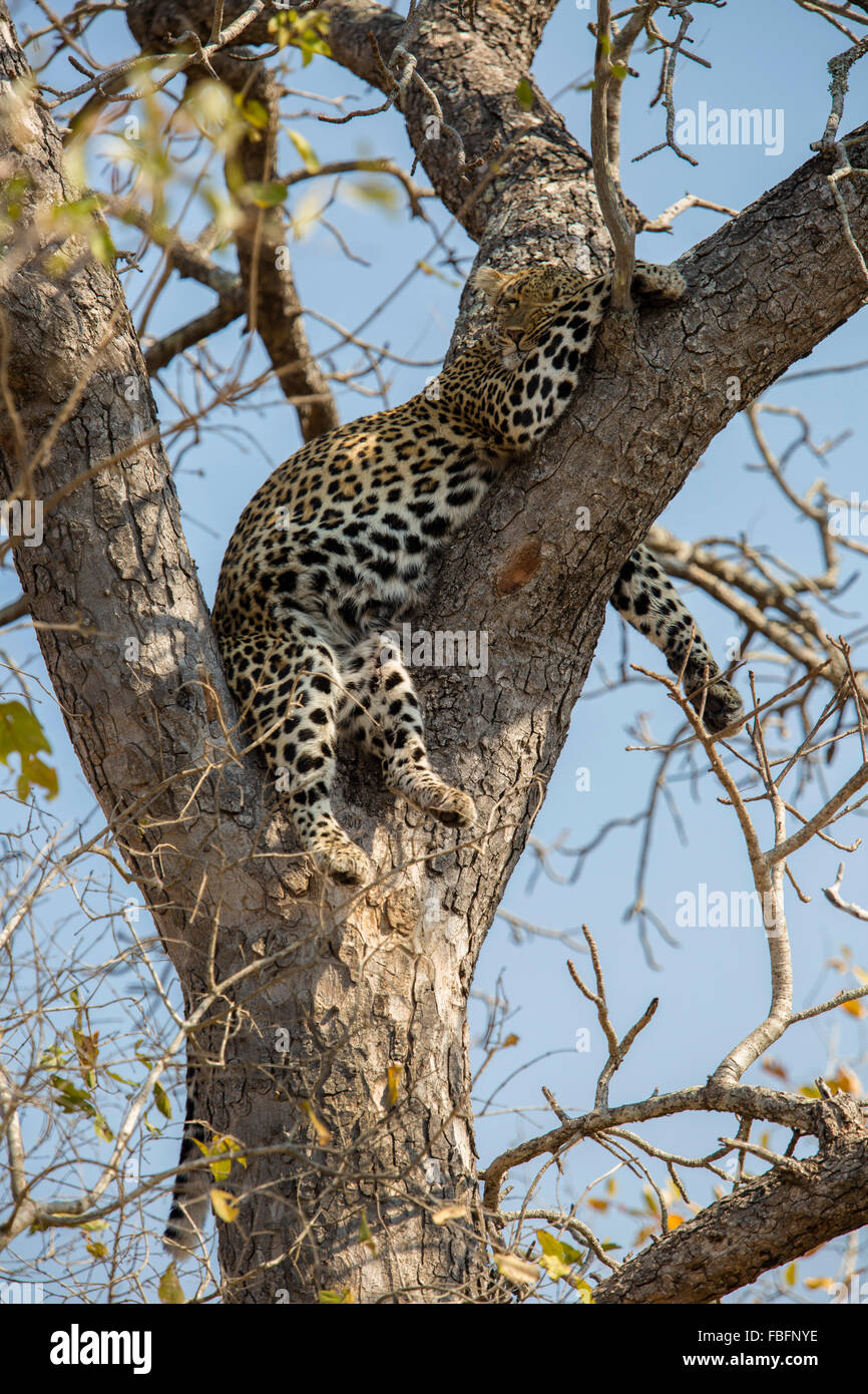 Leopard dormant dans la fourche d'un arbre Banque D'Images