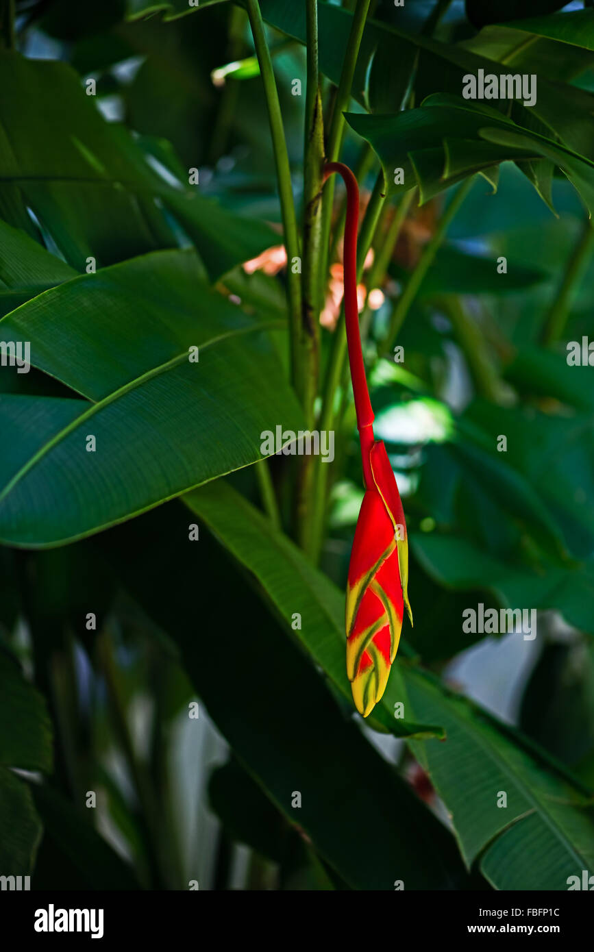 Heliconia Rostrata Hanging lobster claw fleur tropicale plante verte jaune rouge vif dans la flore Tobago Caraïbes Banque D'Images