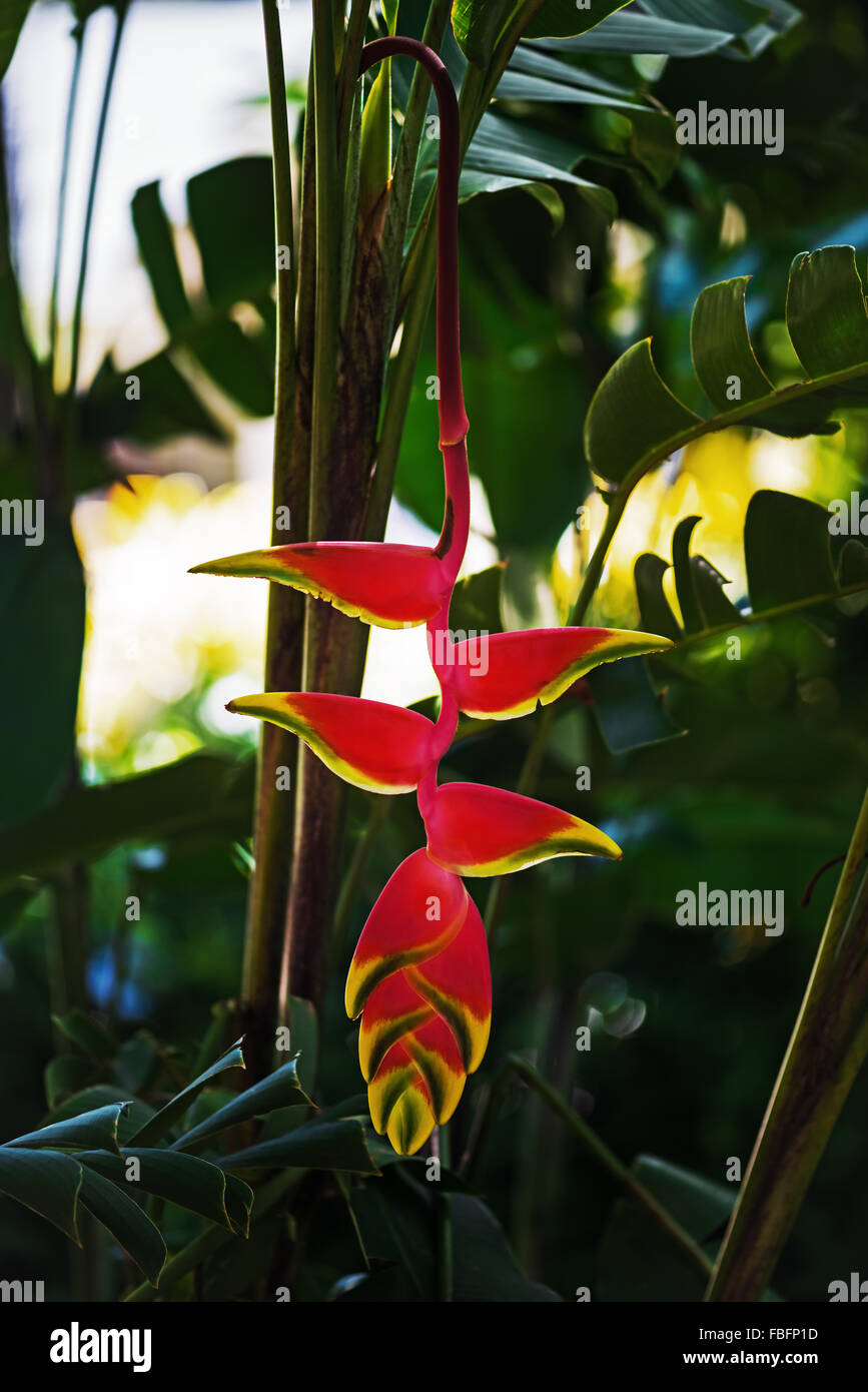 Heliconia Rostrata Hanging lobster claw fleur tropicale plante verte jaune rouge vif dans la flore Tobago Caraïbes Banque D'Images