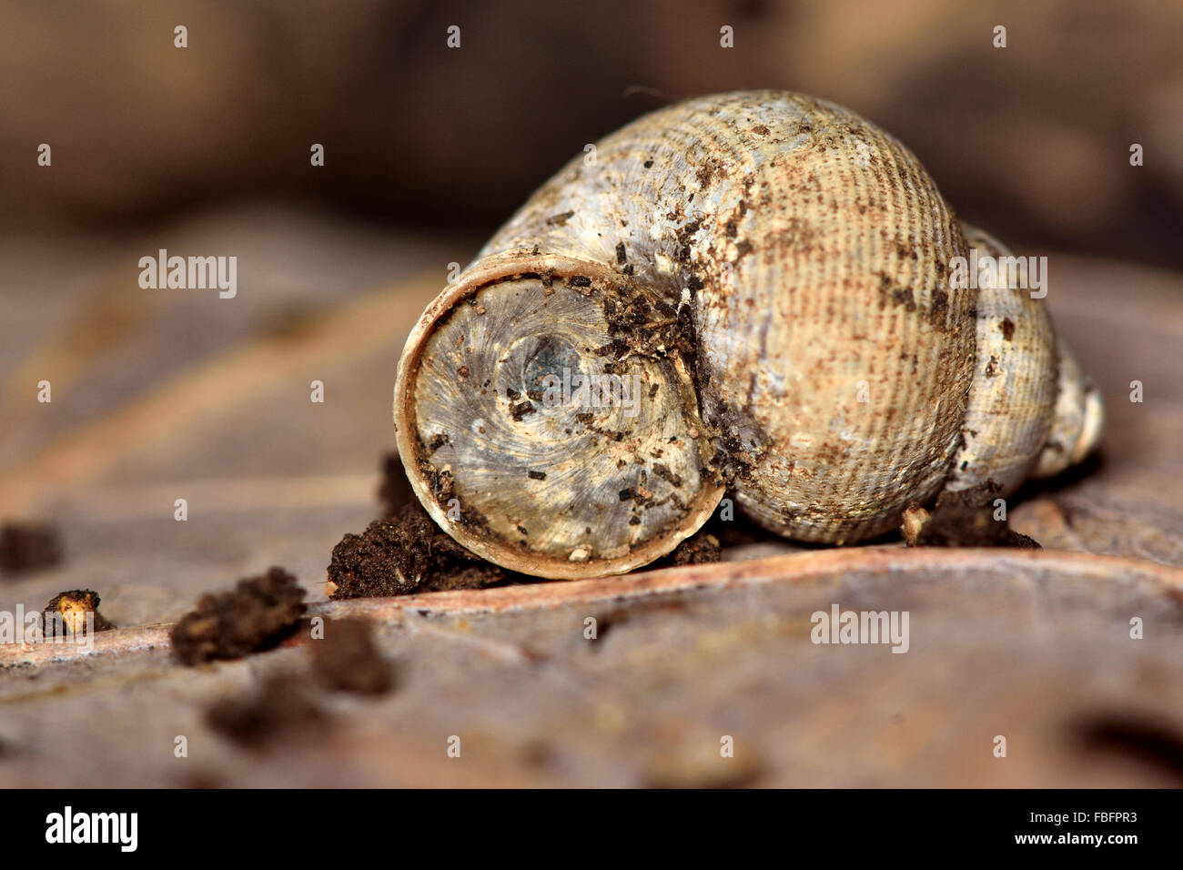Bouche ronde (escargot Pomatias elegans). Un escargot dans la famille Pomatiidae montrant la texture de la shell Banque D'Images