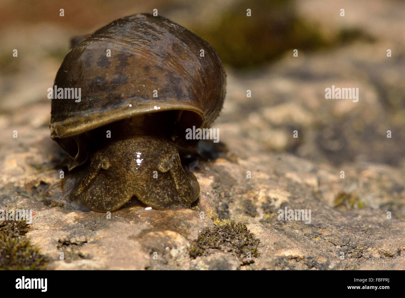Grand Étang snail (Lymnaea stagnalis). Un gastéropode aquatique dans la famille Lymnaeidae, rampant vers la caméra Banque D'Images