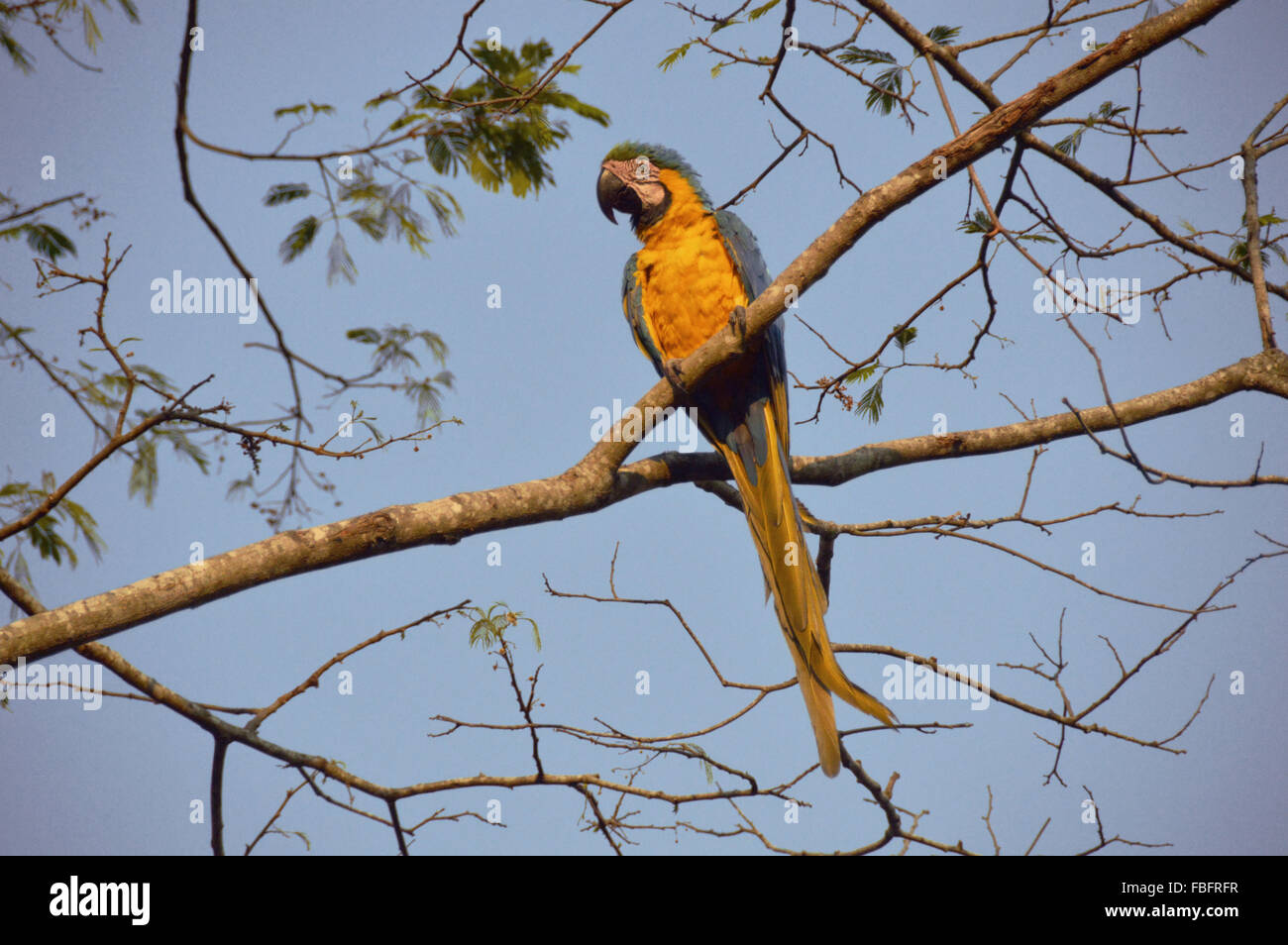 Aras sur un arbre, faune brésilienne, les oiseaux de la Chapada dos Veadeiros, Cerrado, Brésil, Brasil Banque D'Images