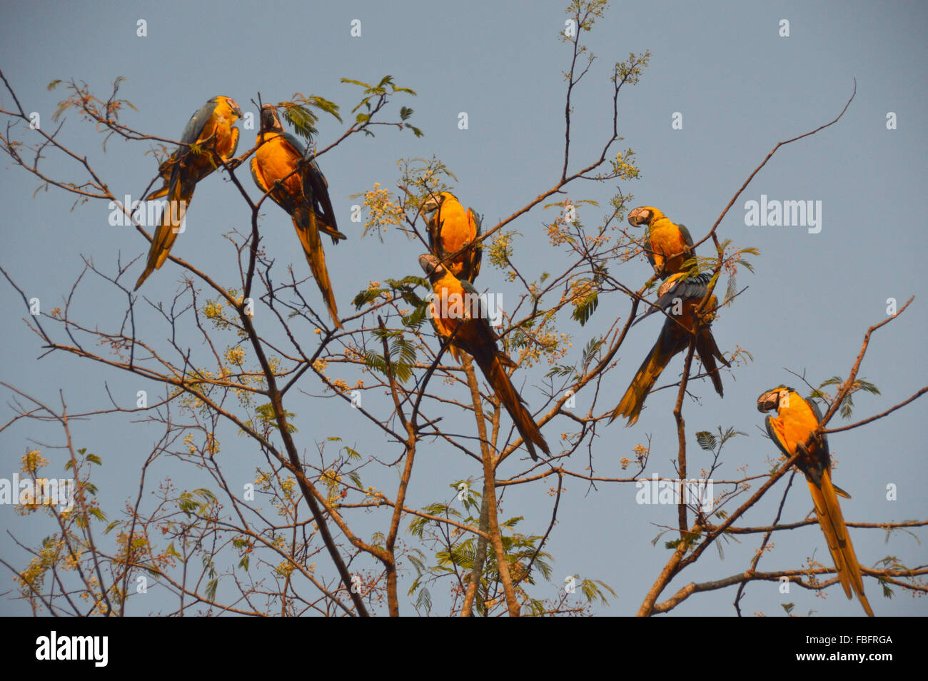 Aras sur un arbre, faune, oiseaux de brésilien le cerrado, Chapada dos Veadeiros Banque D'Images