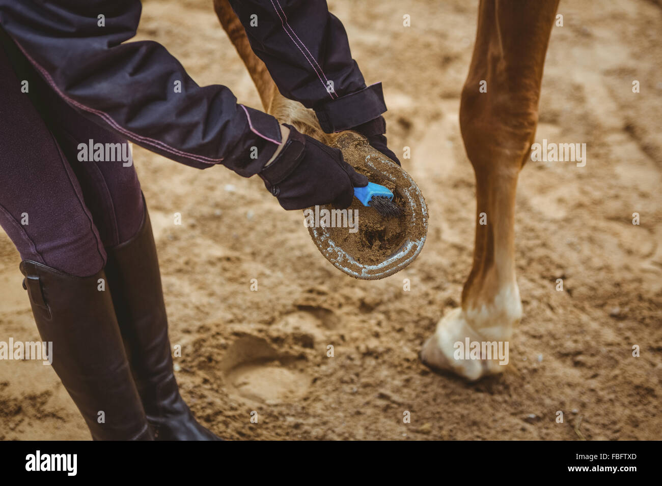 Cavalier cheval nettoyage femelle Banque D'Images