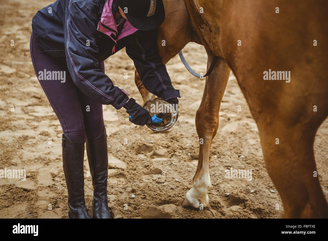 Cavalier cheval nettoyage femelle Banque D'Images