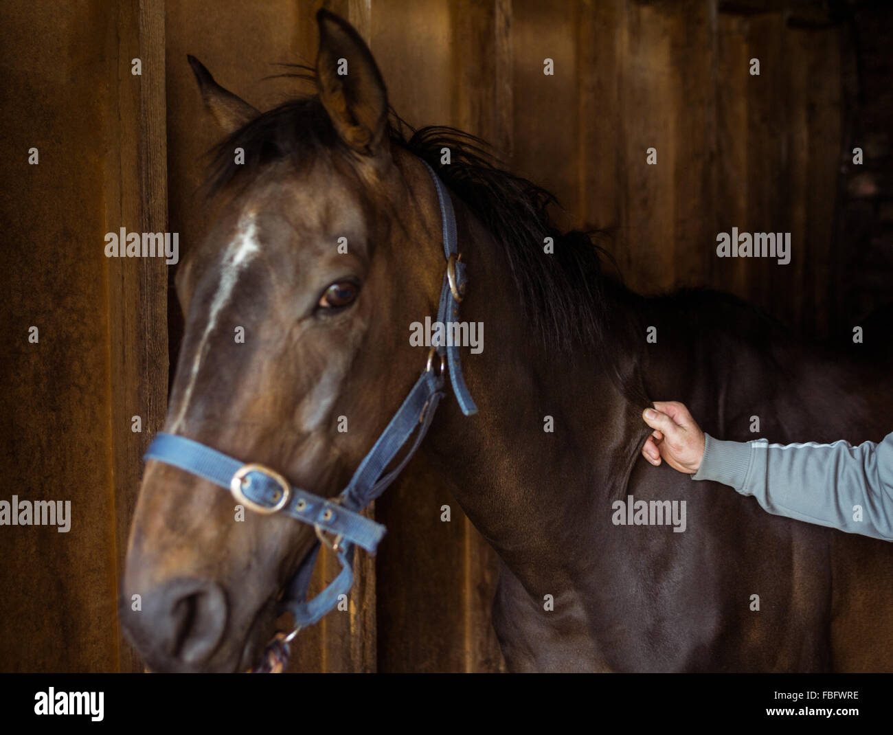Portrait de quelqu'un pincement horse Banque D'Images
