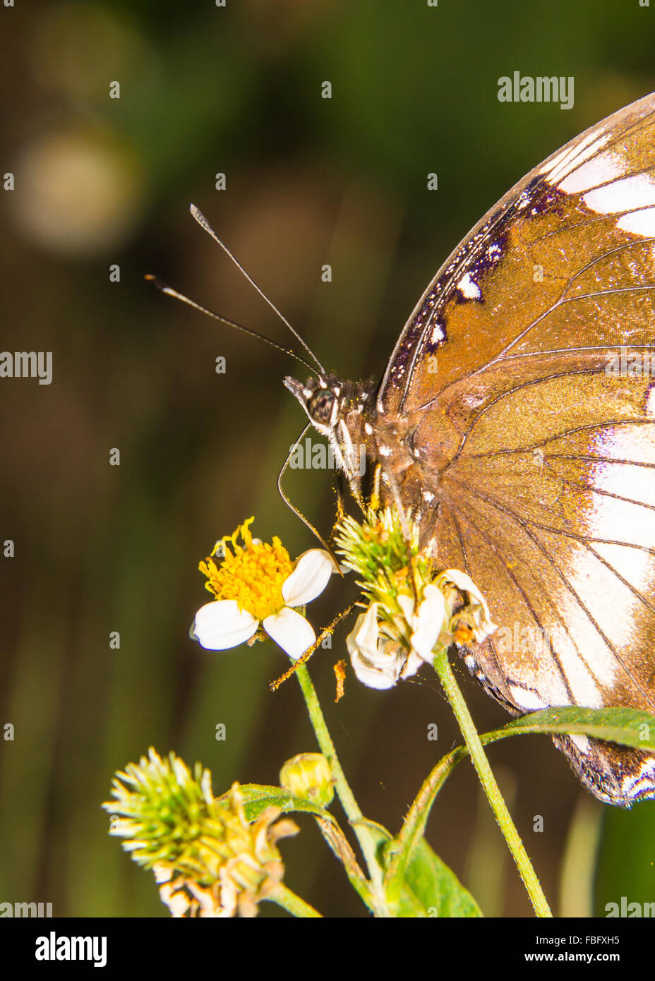 Papillon sur une fleur blanche Banque D'Images