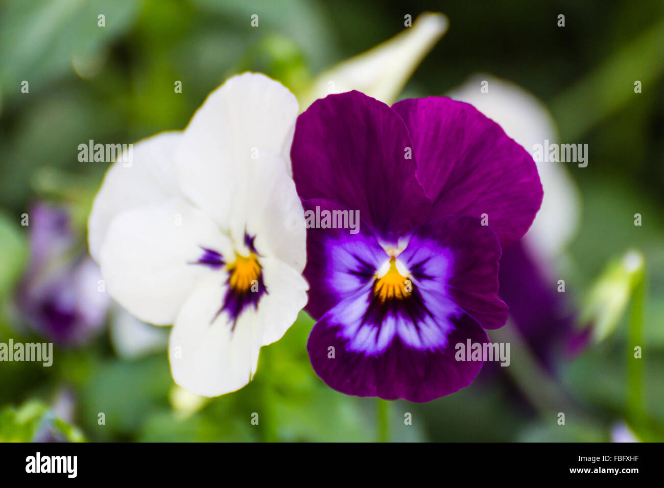 Dandy Pansy Flower Banque D'Images