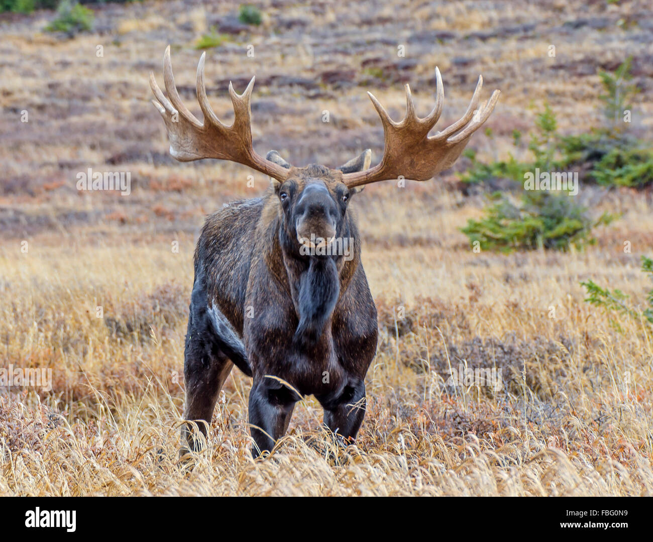 Bull Moose en Alaska pendant le rut d'automne Banque D'Images