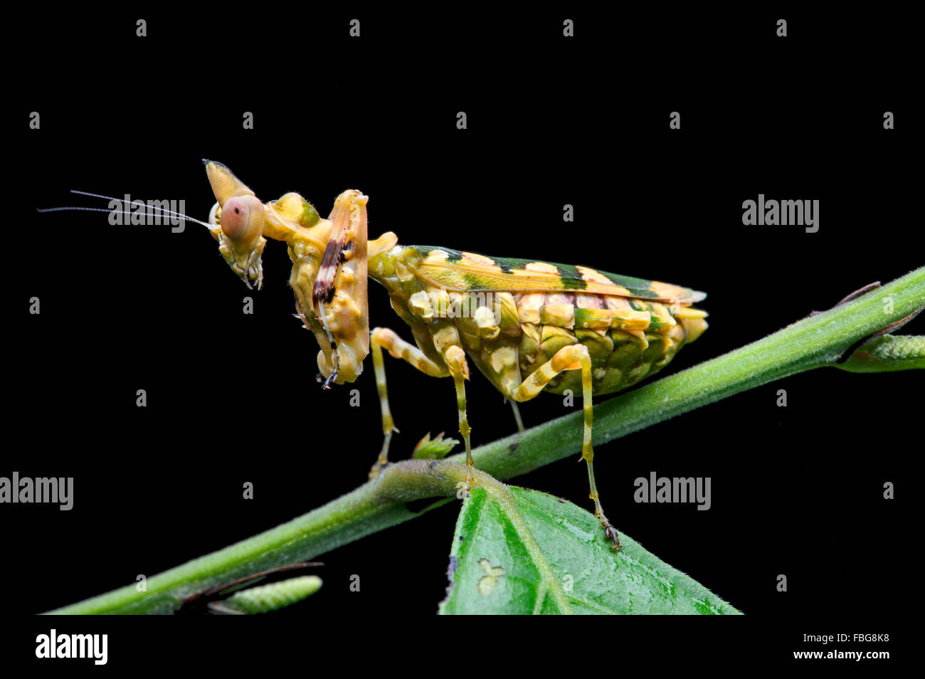 La mante religieuse (Callibia diana) avec marquages pour vert camouflage, forêt amazonienne, Parc national Yasuni, en Equateur Banque D'Images