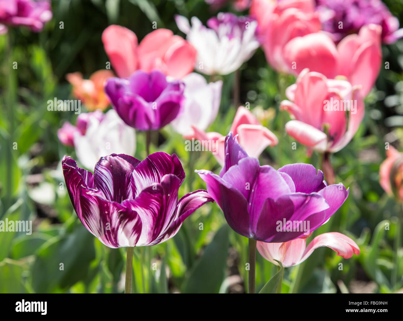 Tulipes colorées Close-up shot. Arrière-plan de la nature. Banque D'Images