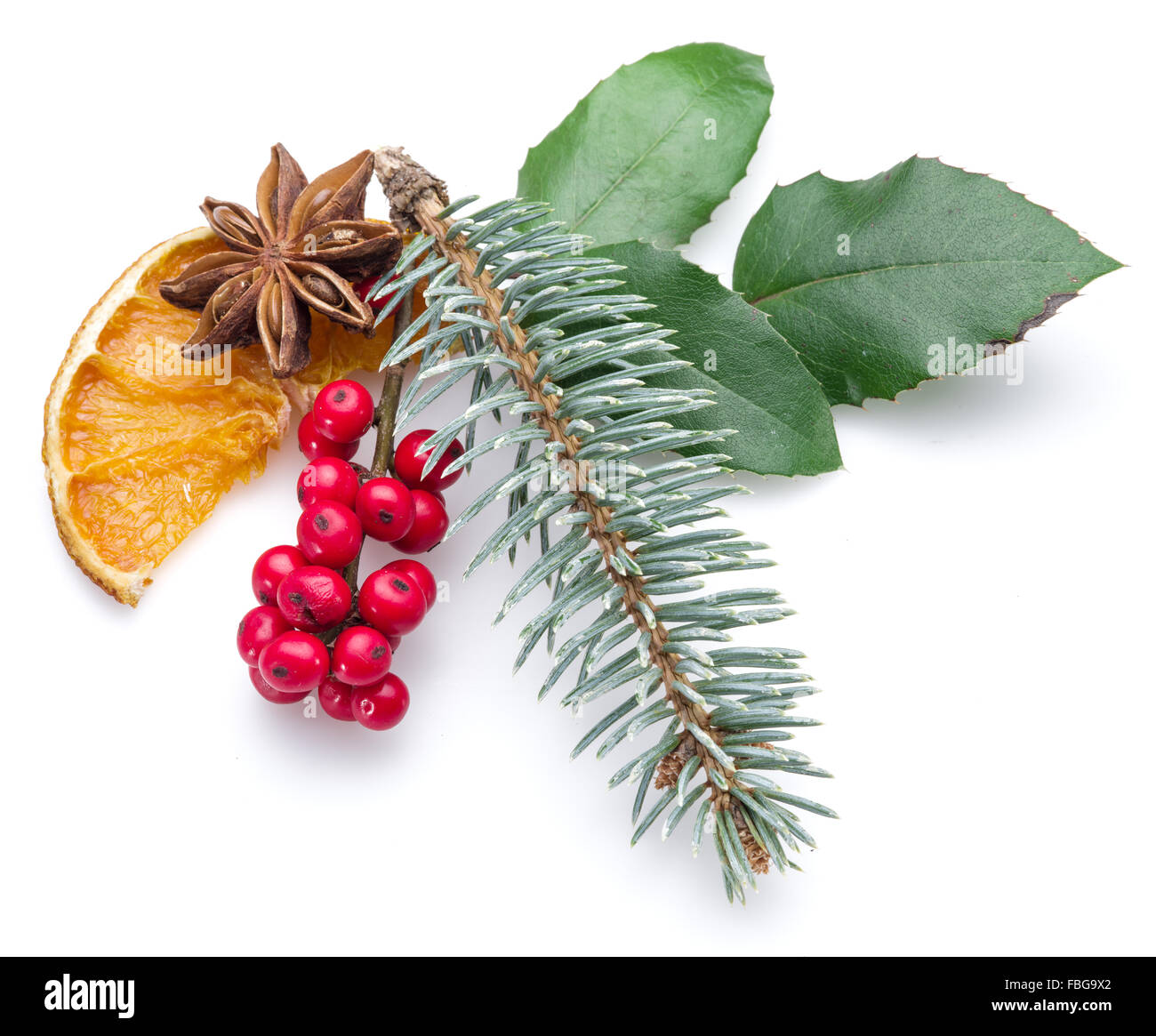 Holly européen, étoile d'anis et de la fourrure-arbre branche arrière-plan blanc. Banque D'Images