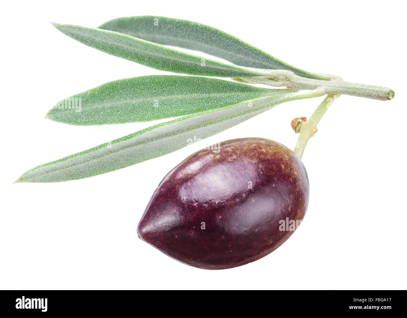 L'un avec des feuilles de petits fruits d'olive sur un fond blanc. Fichier contient des chemins de détourage. Banque D'Images